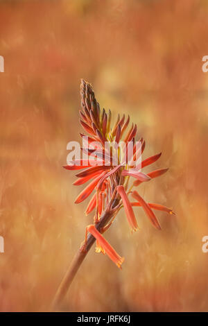 Blumen Stockfoto