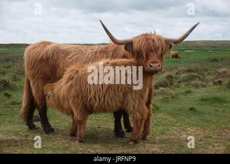 Abbildung zeigt Schottisches Hochlandrind Kuh und Kalb in den Dünen von Texel, Montag, den 16. Mai 2016, Texel, Niederlande. Stockfoto