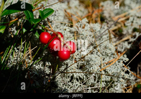 Berry Cranberries und Moos im Wald Stockfoto