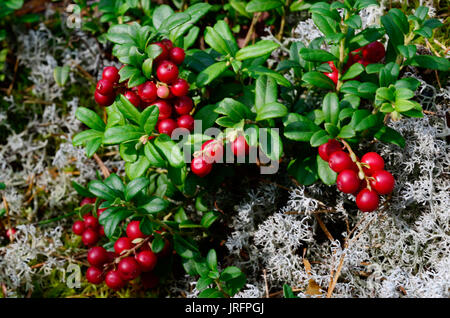 Berry Cranberries und Moos im Wald Stockfoto