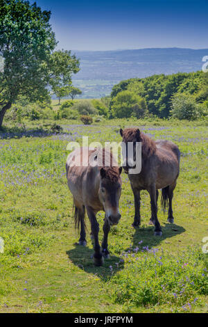 Wild Exmoor Ponys grasen unter den glockenblumen am Gipfel des Cothelstone Hill, Quantock Hills, Somerset, England, Großbritannien Stockfoto