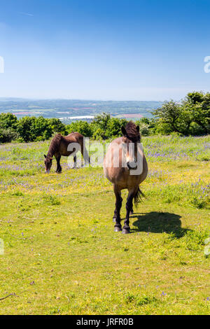 Wild Exmoor Ponys grasen unter den glockenblumen am Gipfel des Cothelstone Hill, Quantock Hills, Somerset, England, Großbritannien Stockfoto