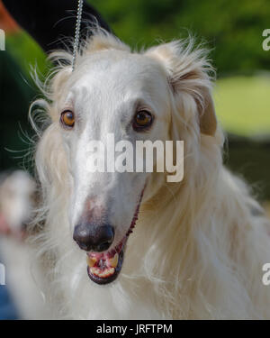 Schuss in den Kopf der Barsoi Anblick Hound Stockfoto