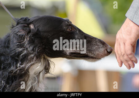 Schuss in den Kopf der Barsoi Anblick Hound Stockfoto