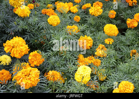 Gelb und Orange Blumen in einem grünen Bush Stockfoto