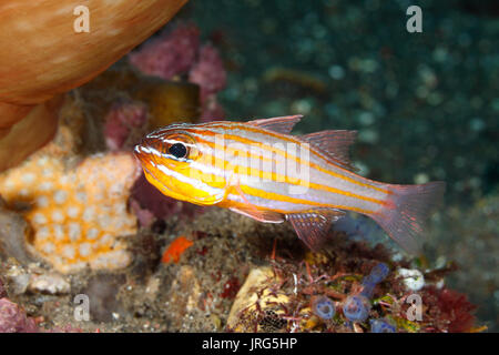 Yellowstriped Cardinalfish, Ostorhinchus cyanosoma. Zuvor als Apogon cyanosoma beschrieben. Auch als Orangelined Cardinalfish bekannt. Tulamben, Bali, Stockfoto