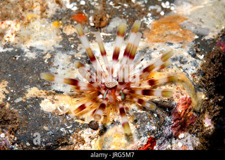 Stechen Seeigel, Echinothrix calamaris. Auch als Gebändert Seeigel und Doppel Spined Urchin. Tulamben, Bali, Indonesien. Bali Sea, Indischer Ozean Stockfoto