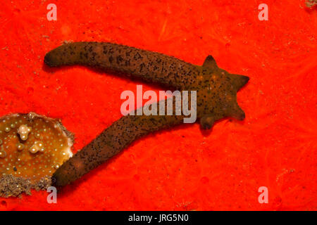 Regenerierende Luzon Sea Star Echinaster luzonicus, zeigt vier arm Regeneration von zwei 'übergeordneten' Arme wachsen. Siehe unten für mehr Informationen Stockfoto