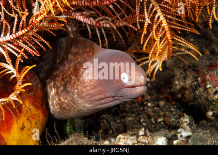 Grayface Muränen, auch als Weiße Augen, Moray, Aal, Sommersprossigen Moray und zart, Moray, Gymnothorax thyrsoideus bekannt. Tulamben, Bali, Indonesien. Bali Sea Stockfoto