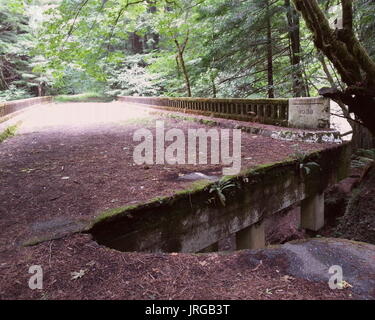 Humboldt County Redwoods Stockfoto