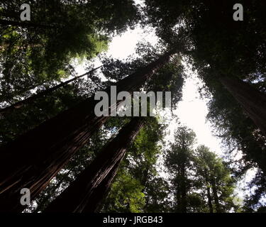 Redwood Vordach Overhead Stockfoto