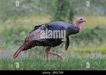 Wilder Truthahn (Meleagris gallopavo), männlich, E USA von Skip Moody Stockfoto