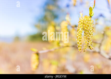 Makro Nahaufnahme des hängenden catkin auf Baum pflanze Übersicht detail und Textur Stockfoto