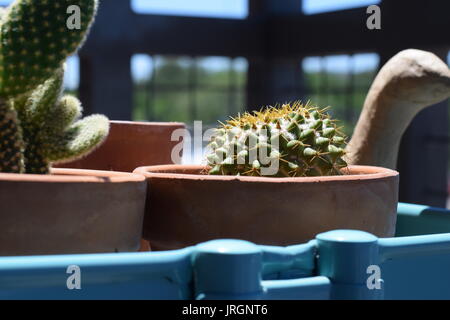 kleiner grner Kaktus auf dem Balkon Stockfotografie - Alamy