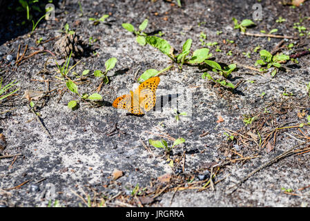 Schmetterling auf dem Boden im Frühjahr Trockenrasen Stockfoto
