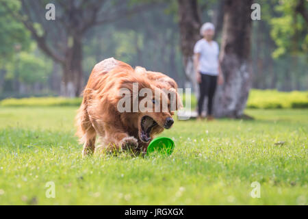 Mädchen und Golden Retriever spielen im Gras Stockfoto