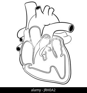 Anatomische Menschenherz Hand gezeichnet. Medizin Bildungs-Vektor-Illustration. Stock Vektor