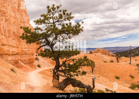 Allein Pine Tree wächst von der Trail nach unten zur Unterseite des Bryce Canyon National Park; Wurzeln des Baums auf der Oberfläche Stockfoto