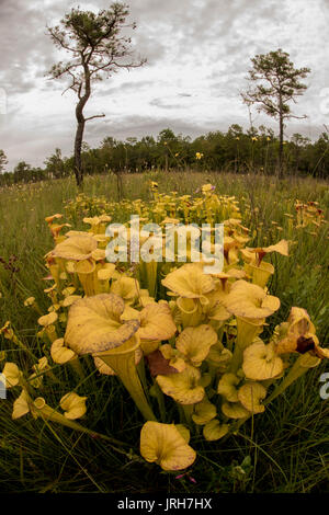 Die gelbe Kannenpflanze (Sarracenia flava) ist eine der einzigartigen und individuellen Pflanzen von der Ostküste der Vereinigten Staaten. Stockfoto