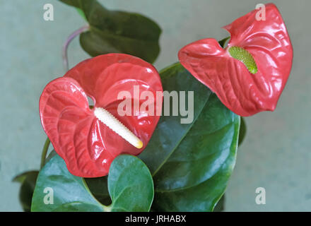 Unter den Blättern so grün Blumen, große rote Blume Anthurium. Closeup präsentiert. Stockfoto