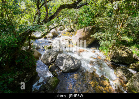 Schnell fließenden Bach im Regenwald Mossman Gorge, Daintree National Park, Far North Queensland, FNQ, QLD, Australien Stockfoto