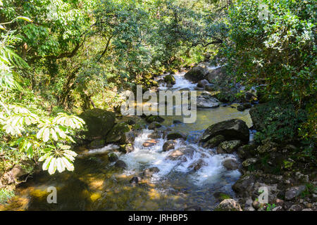 Schnell fließenden Bach im Regenwald Mossman Gorge, Daintree National Park, Far North Queensland, FNQ, QLD, Australien Stockfoto