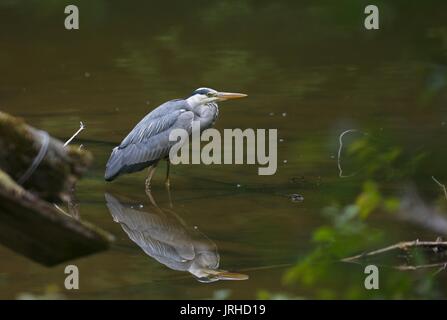 Graureiher mit seiner Reflexion stehen in einem städtischen Teich Stockfoto