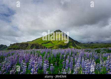 Island - Moos bedeckt Vulkan hinter lila Blüte Feld Stockfoto