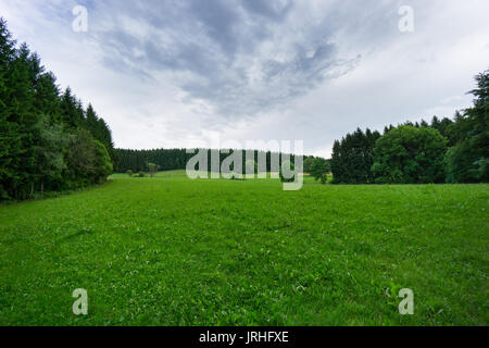 Grünes Gras zwischen Schwarzwald Bäume mit bevorstehenden Gewitter Stockfoto