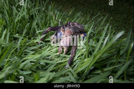 Coconut Crab (Birgus latro) Überwachung im Motobu, Okinawa, Japan die nördlichste Lebensraum der Arten. Stockfoto