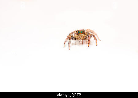 Cute Baby spider mit großen Augen in die Kamera auf weißem Hintergrund/Jumping Spider/Asien, Thailand Stockfoto