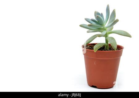 Sedum Sukkulente mit fleischigen Blättern isoliert auf weiss Stockfoto