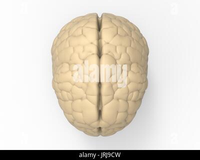 3D-Rendering white Gehirn auf weißem Hintergrund Stockfoto