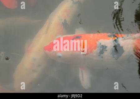 Farbenfrohe Koi Fische schwimmen im Teich Wasser in Japan Stockfoto