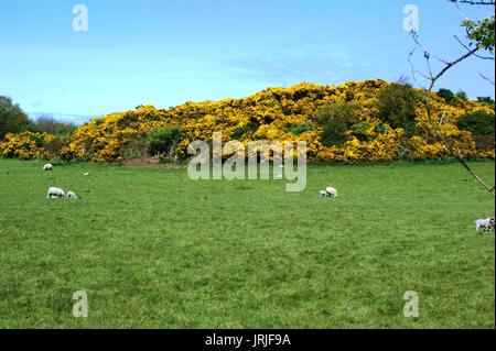 Schafe grasen in einem Feld mit Ginster im Hintergrund Stockfoto