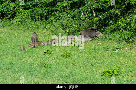 Paar Wildschweine mit der Beweidung auf einer Wiese Stockfoto