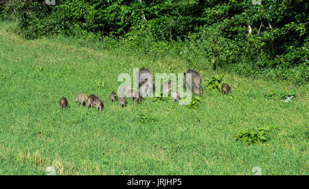 Paar Wildschweine mit der Beweidung auf einer Wiese Stockfoto