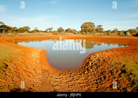 Vieh Wasserloch im Outback Stockfoto