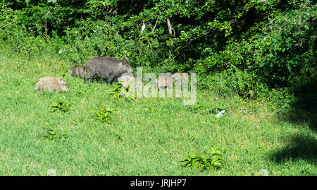 Paar Wildschweine mit der Beweidung auf einer Wiese Stockfoto