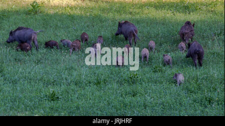 Paar Wildschweine mit der Beweidung auf einer Wiese Stockfoto