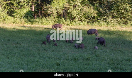 Paar Wildschweine mit der Beweidung auf einer Wiese Stockfoto