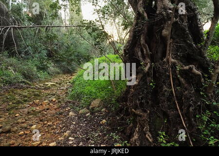 Fluss von Sao Lourenco getrocknet in den Wintermonaten. Algarve, Portugal Stockfoto