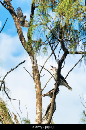 Drei lachende Kookaburras auf Baum in Byron Bay, NSW, Australien. Stockfoto