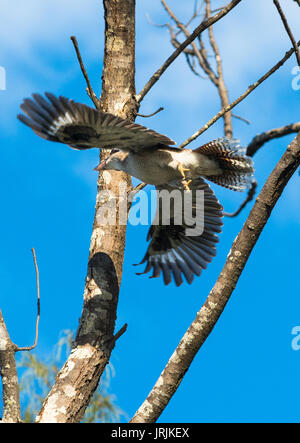 Kookaburra im Flug in Cape Byron Bay, NSW, Australien. Stockfoto