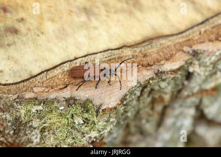 Cosnard Net - geflügelte Käfer (Erotides cosnardi), das Wye Valley, Gloucestershire, UK, Juni Stockfoto