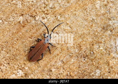 Cosnard Net - geflügelte Käfer (Erotides cosnardi), das Wye Valley, Gloucestershire, UK, Juni Stockfoto