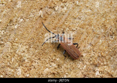 Cosnard Net - geflügelte Käfer (Erotides cosnardi), das Wye Valley, Gloucestershire, UK, Juni Stockfoto