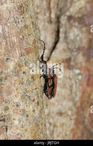 Cosnard Net - geflügelte Käfer (Erotides cosnardi) Paar Paarung, das Wye Valley, Gloucestershire, UK, Juni Stockfoto