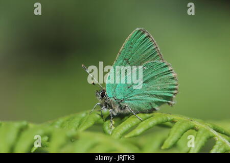 Green Hairstreak (Callophrys Rubi), ruht auf Adlerfarn, Gloucestershire, Großbritannien Stockfoto