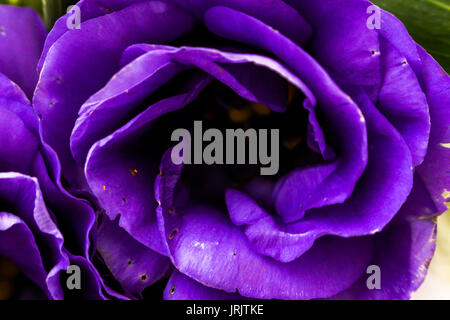 Ein Krankheiten schöne Magenta in der Nähe Stand auf Stockfoto